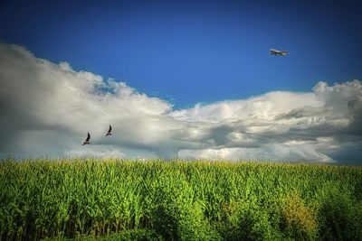 View of birds flying over field