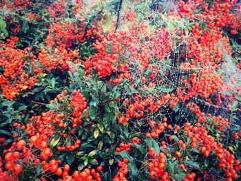 Full frame shot of red flowering plants