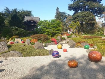 View of flowering plants in garden