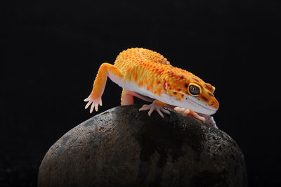 Close-up of lizard on rock against black background