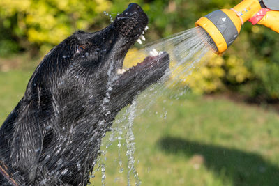 Head shot of a black labrador being sprayed with a hose pipe