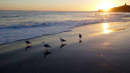 Swans swimming in sea at sunset
