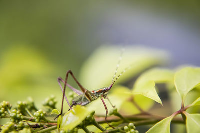 Close-up of insect on leaf