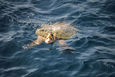 High angle view of turtle in sea