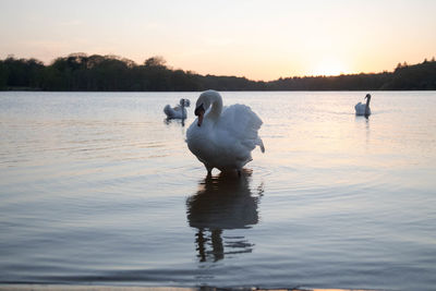 Swan floating on virginia water lake at sunset