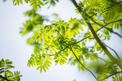 Beautiful rowan tree branches with leaves during spring season.