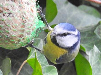 Close-up of bird perching on leaf