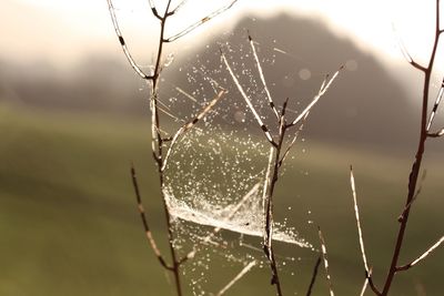 Close-up of spider on web