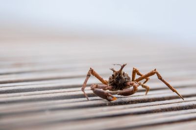 Close-up of spider