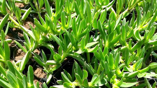 High angle view of plants growing on field