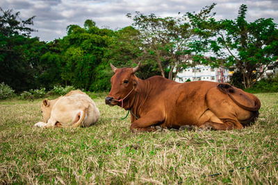 Cows on grassy field