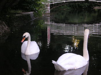 Swan swimming in lake