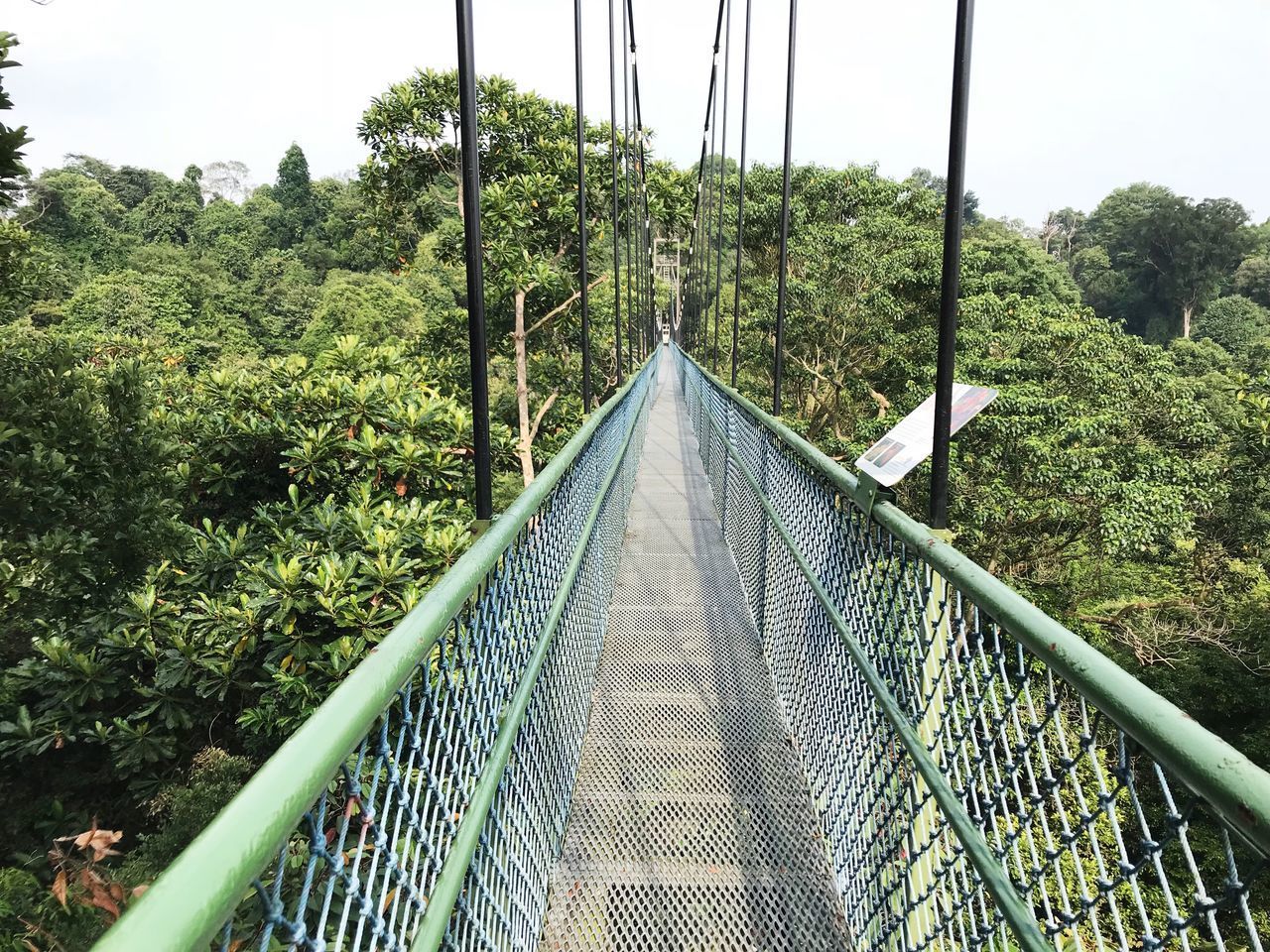 FOOTBRIDGE AMIDST TREES ON LAND