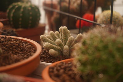 Close-up of succulent plant