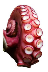 Close-up of pink roses against white background