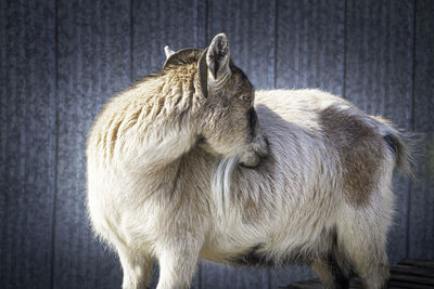 Domestic goat on the farm