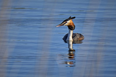 Duck swimming in lake