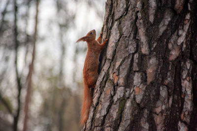 Close-up of an animal perching on tree trunk