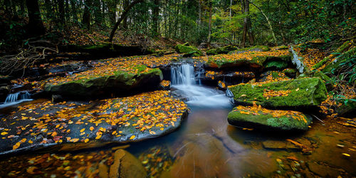 Scenic view of waterfall in forest