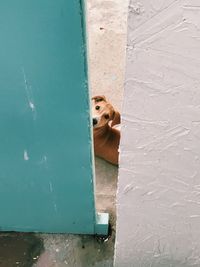 High angle view of dog on blue door