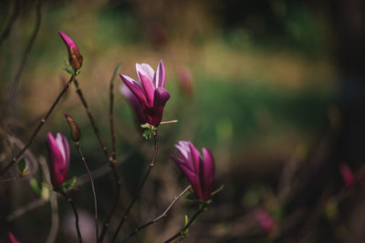 Close-up of pink crocus flowers