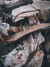 Close-up of wood in forest