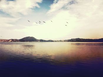 Birds flying over sea