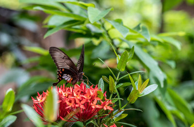 Close-up of butterfly pollinating on flower