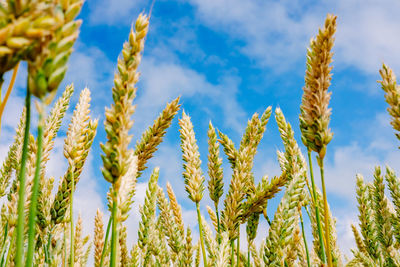 Close-up of wheat growing on field