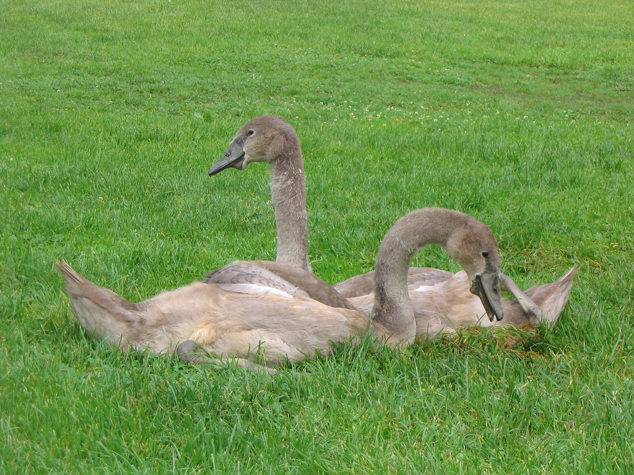 VIEW OF SWAN ON FIELD