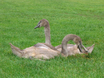 Swan on grassy field