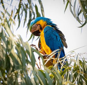 Low angle view of  blue-and-yellow macaw sitting in a tree with green leaves, head down