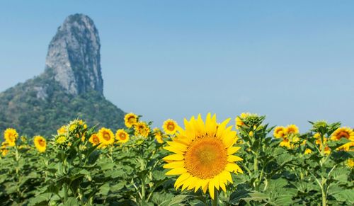 Close-up of sunflower against clear sky