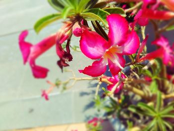 Close-up of pink flowers