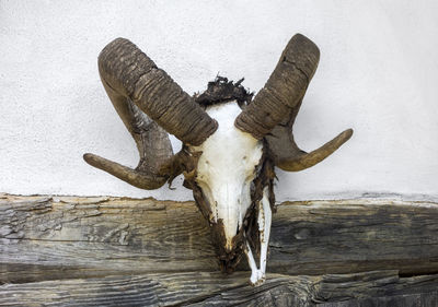 Weathered sheep skull mounted on a wall