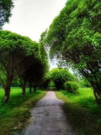 View of trees in forest