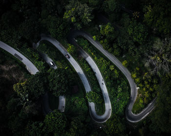 High angle view of trees in forest