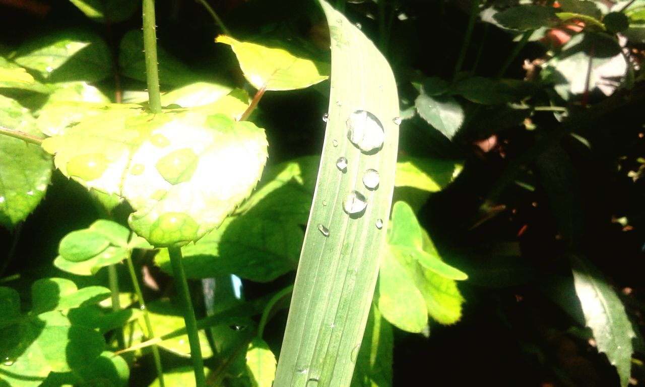 leaf, green color, growth, close-up, plant, nature, leaves, focus on foreground, beauty in nature, green, day, no people, leaf vein, outdoors, selective focus, tranquility, natural pattern, detail, backgrounds