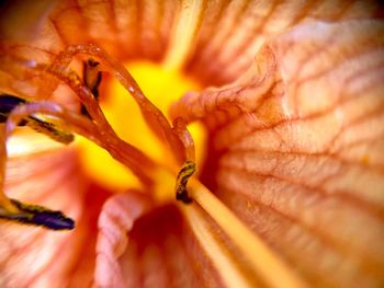 Full frame shot of flowering plant