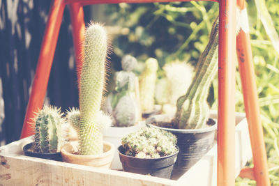 Close-up of cactus plant