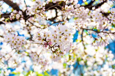 Low angle view of cherry blossom tree