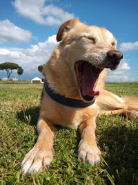 Dog looking away on field