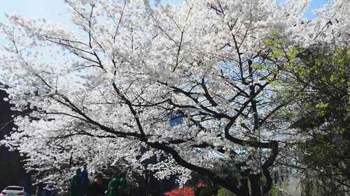Low angle view of cherry blossom against sky