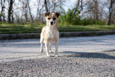 Portrait of dog standing on road