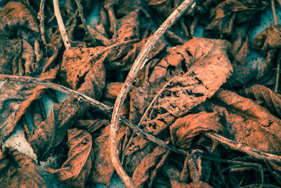 Full frame shot of dry leaves on land
