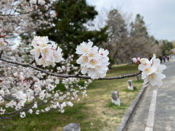 Close-up of white cherry blossom tree