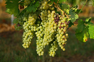 Close-up of grapes growing in vineyard