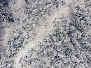 High angle view of frozen plants on land