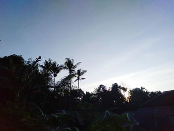 Low angle view of palm trees against sky