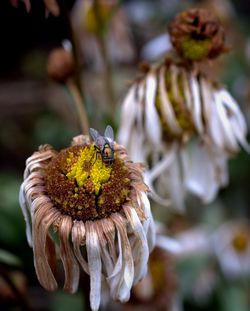 Close-up of bee on flower